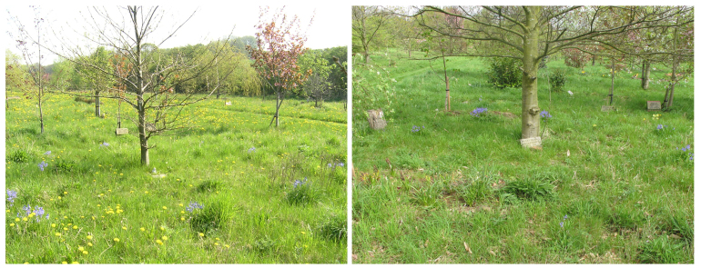 blue bells 2009 and 2015.jpg